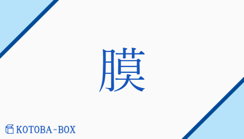 膜（マク【外】バク/none）の読み方や使い方詳細